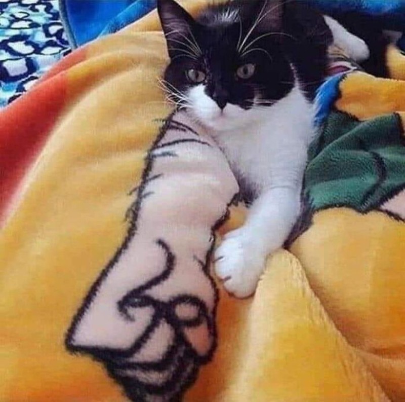 Foto mengecoh mata