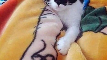 Tangan kucing yang besar. Foto: Boredpanda
