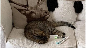 Rusa... kucing. Foto: Boredpanda