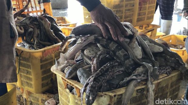 Kuli bongkar-muat di TPI Tasikagung, Rembang menyortir ikan hasil tangkapan nelayan, Senin (12/9/2022) siang.