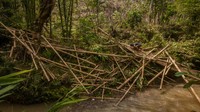 2 akses jembatan pengubung warga Suku Baduy ini rusak akibat hujan deras sehari sebelumnya.