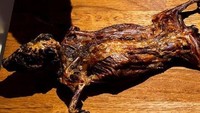 Pada salah satu sudut dipajang seekor guinea pig panggang yang gosong. Instalasi ini lebih menyeramkan karena di sisi babi kecil tersebut diletakkan babi guinea yang masih hidup seolah menyaksikan temannya dipanggang. Foto: Instagram/disgustingfoodmuseum