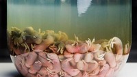Menjadi salah satu sajian paling ekstrem, di sini ada wine yang terbuat dari fermentasi anak tikus. Bagi mereka yang nekat dan penasaran ada juga yang berani untuk mencobanya langsung. Kamu berani coba? Foto: Instagram/disgustingfoodmuseum