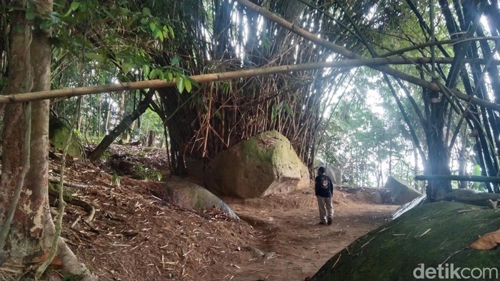 Pohon bambu tumbuh di atas batu yang terletak di Kabupaten Majalengka