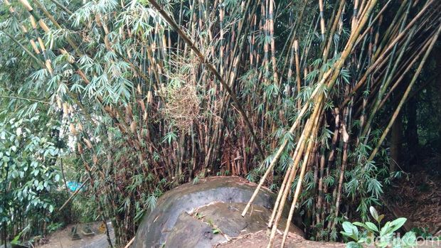 Pohon bambu tumbuh di atas batu yang terletak di Kabupaten Majalengka