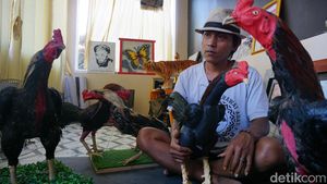 Potret Boneka Ayam Khas Indramayu, Cuannya Enggak Main-main Bosku!