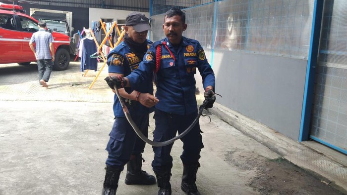 Aksi Damkar Evakuasi Ular King Koros dari Motor Warga Bogor (dok Damkar Kabupaten Bogor)