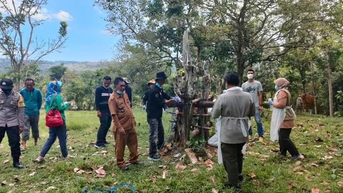 Proses vaksinasi PMK ke sapi di Kabupaten Barru, Sulawesi Selatan (Sulsel).