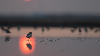 Peraih Bronze kategori 14-17 years diriah Thamboon Uyyanonvara Foto: Bird Photographer of the Year