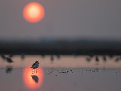 Bikin Terkesima, Ini Jawara Kontes Foto Burung