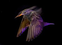 Bird Photographer of the Year 2022