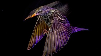 Peraih silver Birds in Flight diraih Mark Williams Foto: Bird Photographer of the Year