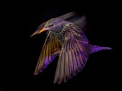 Bikin Terkesima, Ini Jawara Kontes Foto Burung