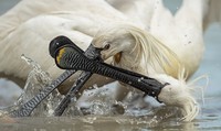 Bird Photographer of the Year 2022