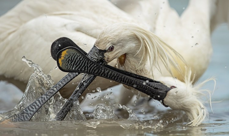 Bird Photographer of the Year 2022