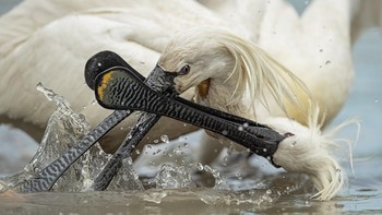 Highly Commended Bird Behaviour diraih Gabor Baross. Foto: Bird Photographer of the Year