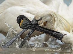 Bikin Terkesima, Ini Jawara Kontes Foto Burung
