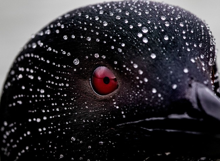 Bird Photographer of the Year 2022