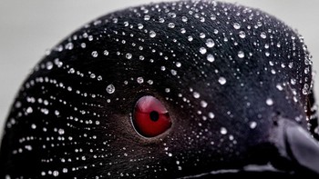 Peraih Bronze kategori Attention to Detail diriah Sue Dougherty Foto: Bird Photographer of the Year