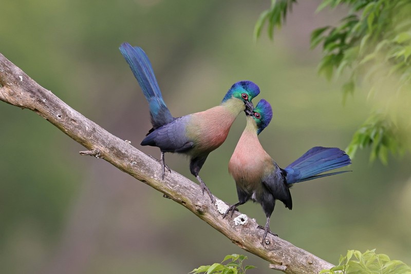 Bird Photographer of the Year 2022