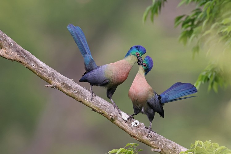 Bird Photographer of the Year 2022 Bird Photographer of the Year 2022