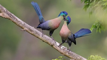 Peraih Bronze Best Portrait diraih Richard Flack Foto: Bird Photographer of the Year