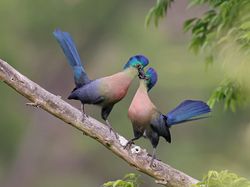 Bikin Terkesima, Ini Jawara Kontes Foto Burung