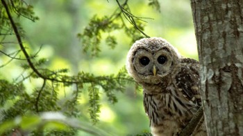 Juara ketagiri 8 under diarih Arjun Jenigiri Foto: Bird Photographer of the Year