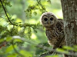 Bikin Terkesima, Ini Jawara Kontes Foto Burung