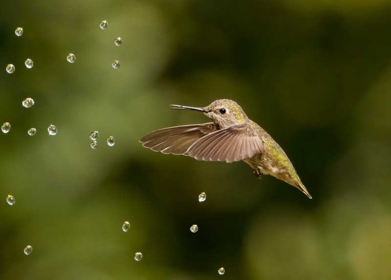 Bird Photographer of the Year 2022