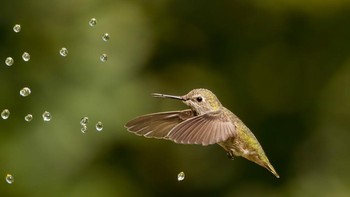 Juara ketegori 9-13 tahun diraih Parham Pourahmad Foto: Bird Photographer of the Year