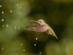 Bikin Terkesima, Ini Jawara Kontes Foto Burung