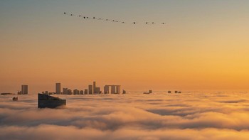 Urban Birds diraih Ammar Alsayed Ahmed Foto: Bird Photographer of the Year