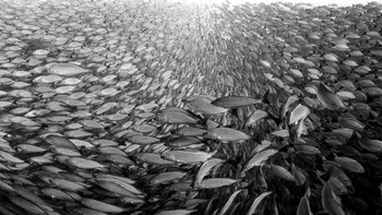 Black and White diraih Henley Spiers. Foto: Bird Photographer of the Year
