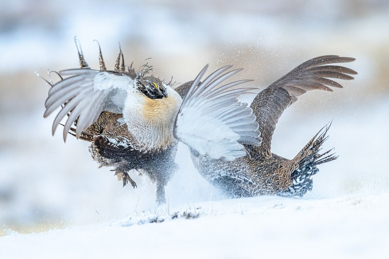 Bird Photographer of the Year 2022