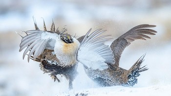 Best Behavior diraih  Peter Ismert Foto: Bird Photographer of the Year