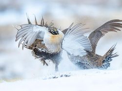 Bikin Terkesima, Ini Jawara Kontes Foto Burung