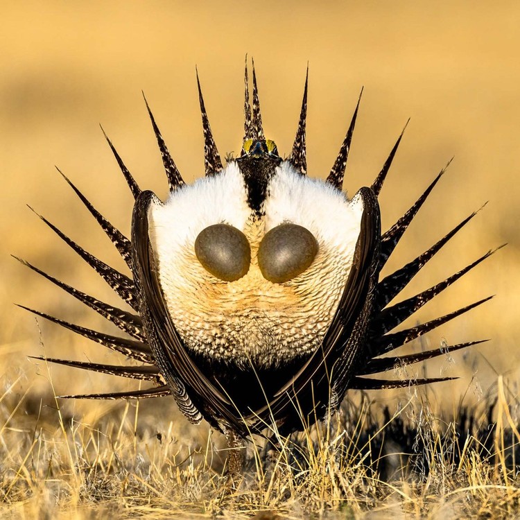 Bird Photographer of the Year 2022