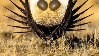 Best Portrait diraih Ly Dang. Foto: Bird Photographer of the Year