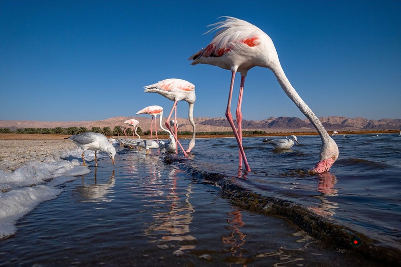 Bird Photographer of the Year 2022