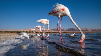 Best Portfolio diraih Gal Sherbelis. Foto: Bird Photographer of the Year