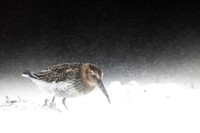 Bird Photographer of the Year 2022