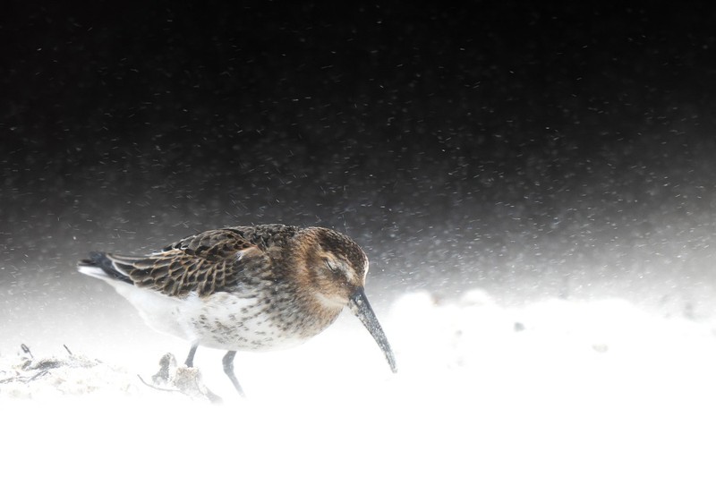 Bird Photographer of the Year 2022