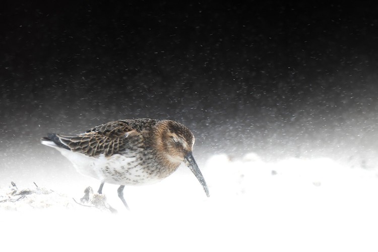 Bird Photographer of the Year 2022 Bird Photographer of the Year 2022