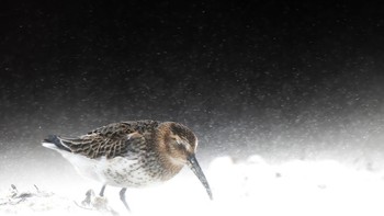 Young Bird Photographer of the Year 2022 dan juara ketegori 14-17 tahun diraih Levi Fitze.  Foto: Bird Photographer of the Year