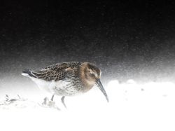 Bikin Terkesima, Ini Jawara Kontes Foto Burung