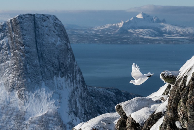 Bird Photographer of the Year 2022
