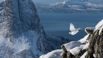 Juara utama and Bird Photographer of the Year 2022 diraih Erlend Haarberg. Foto: Bird Photographer of the Year