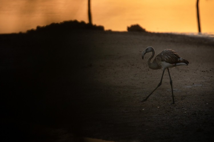 Bird Photographer of the Year 2022