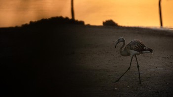 Conservation Awards diraih  Ewan Heath Foto: Bird Photographer of the Year